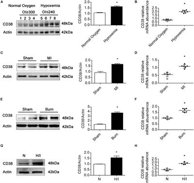 CD38 Causes Autophagic Flux Inhibition and Cardiac Dysfunction Through a Transcriptional Inhibition Pathway Under Hypoxia/Ischemia Conditions